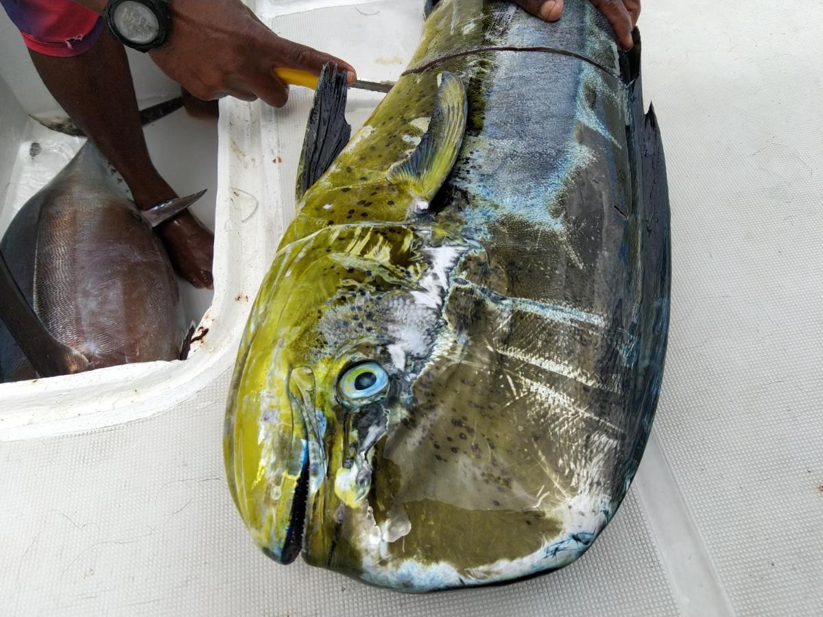 Case Creole Independante Proche Mer La Gaulette Kültér fotó